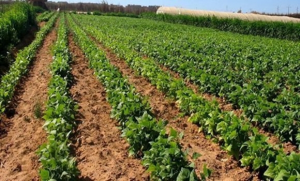 Photo de La valeur de la production agricole a atteint 3 000 milliards DA en 2018