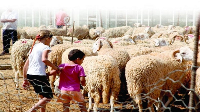 Photo de Cherté des moutons et hésitation des acheteurs