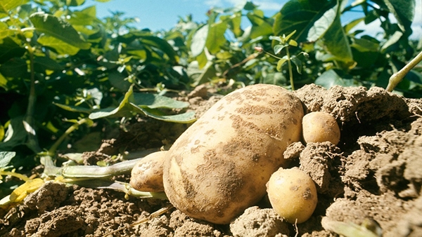 Photo de Le prix de la pomme de terre s’envole