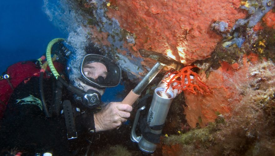 Photo de La pêche du corail rouge est de retour