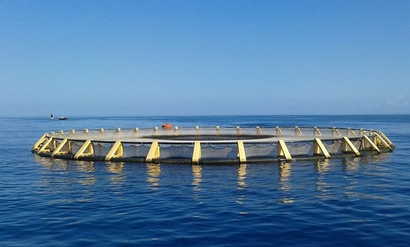 Photo de Aquaculture : production de 50.000 tonnes supplémentaires d’ici 2024