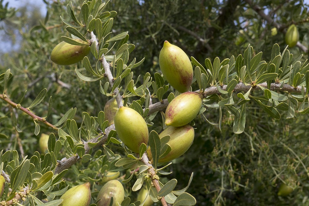 Photo de Le Maroc veut planter 50 000 hectares d’arganier d’ici 2030