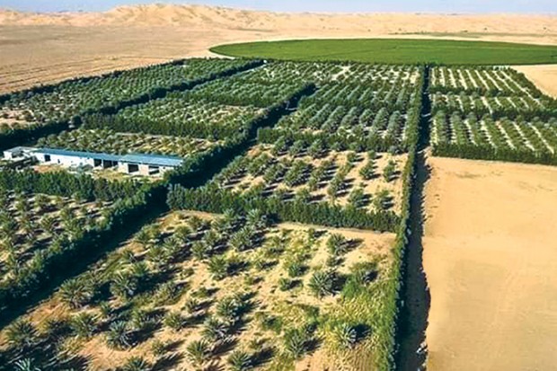 Photo de Le sud algérien comme grande opportunité pour diminuer l’importation des produits agricoles
