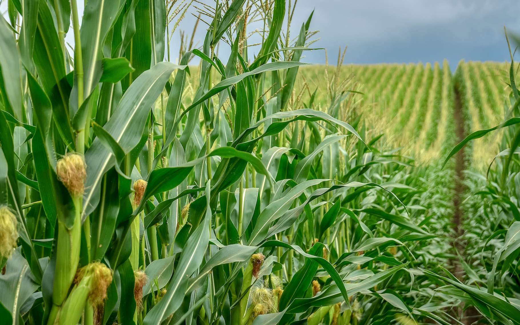 Photo de Recul de la production mondiale de céréales en 2022