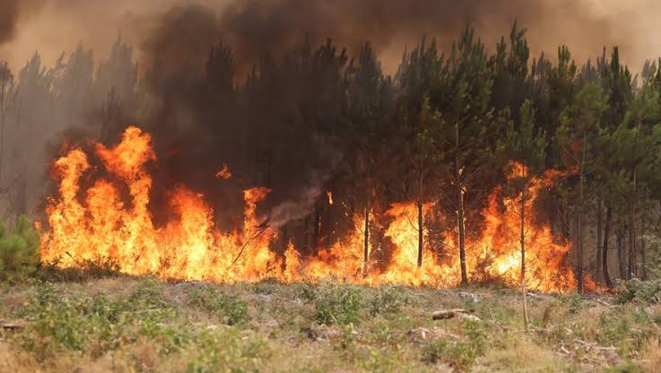 Photo de Le ministère de l’Intérieur souligne l’importance de protéger le patrimoine forestier et les récoltes contre les incendies 