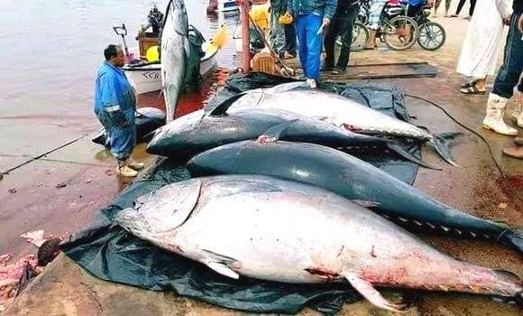 Photo de Avec un quota de 2046 tonnes : Éclaircissements sur la campagne de pêche au thon