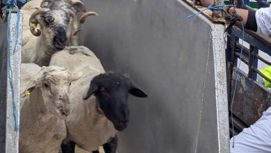 Photo de Les prix des moutons importés fixé
